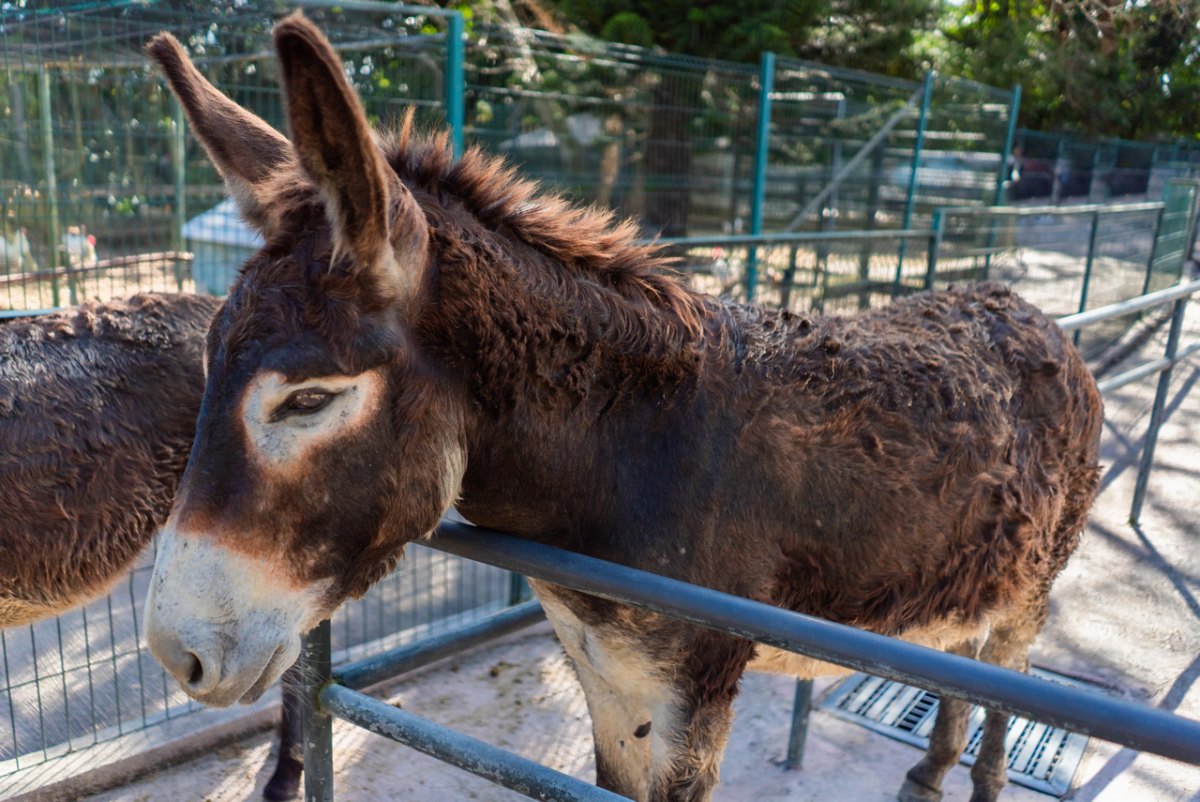 100+ Free Photos - Mauritian Donkey in farm