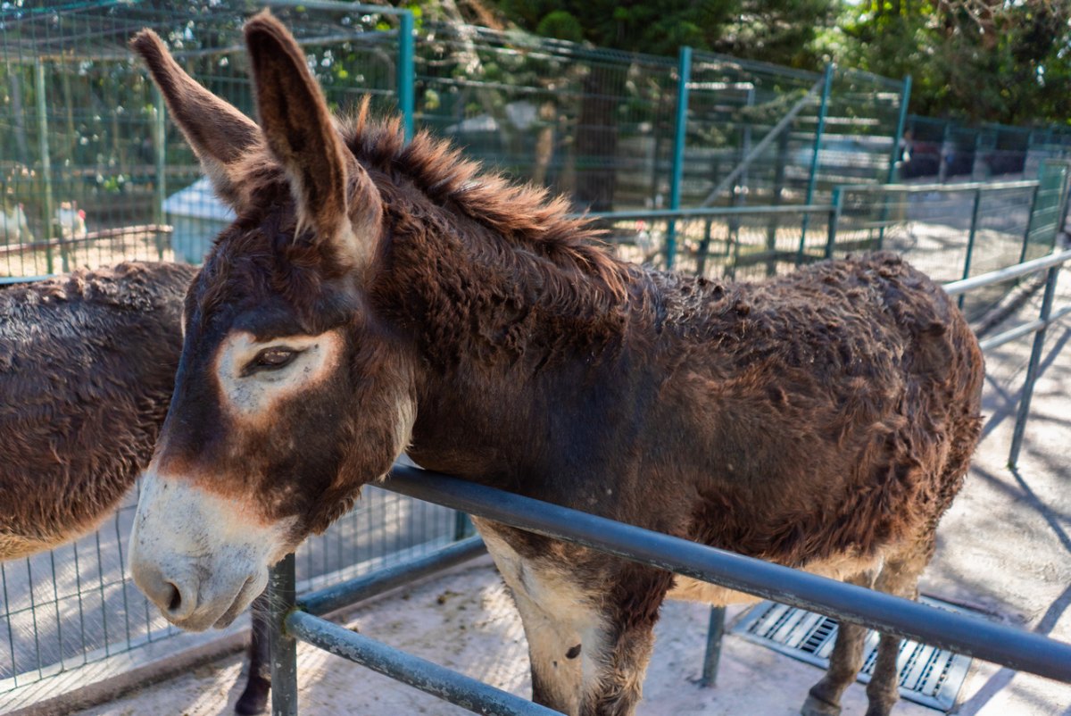 100+ Free Photos - Mauritian Donkey in farm 100+ Free Photos - Mauritian Donkey in farm