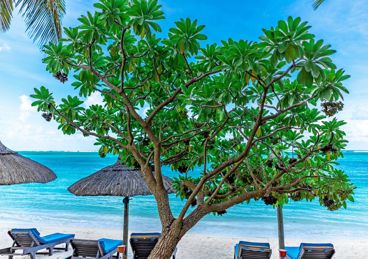 100+ Free Photos - Belle Mare beach lush tree on sea beach near calm ocean