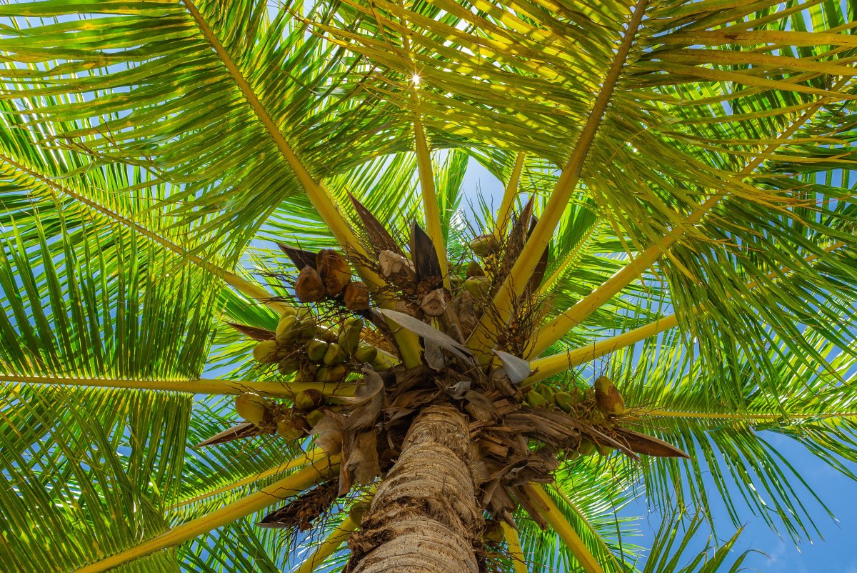 100-free-photos-coconut-tree-with-bright-green-branches-close-up-view