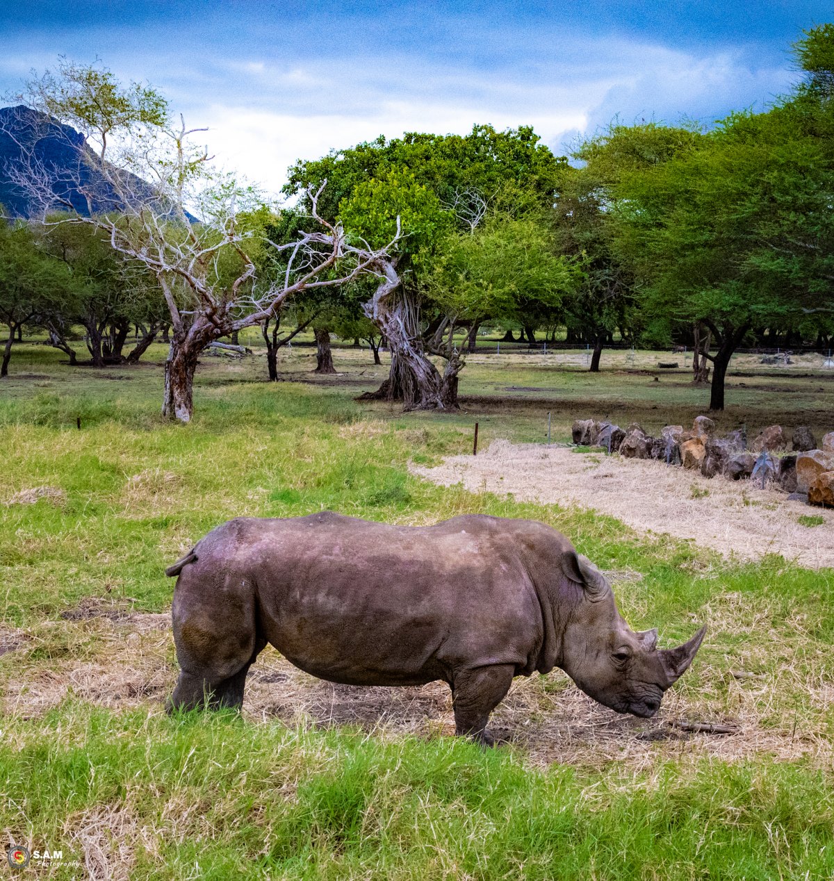 100+ Free Photos - Young rhinoceros feeding of the green vegetation