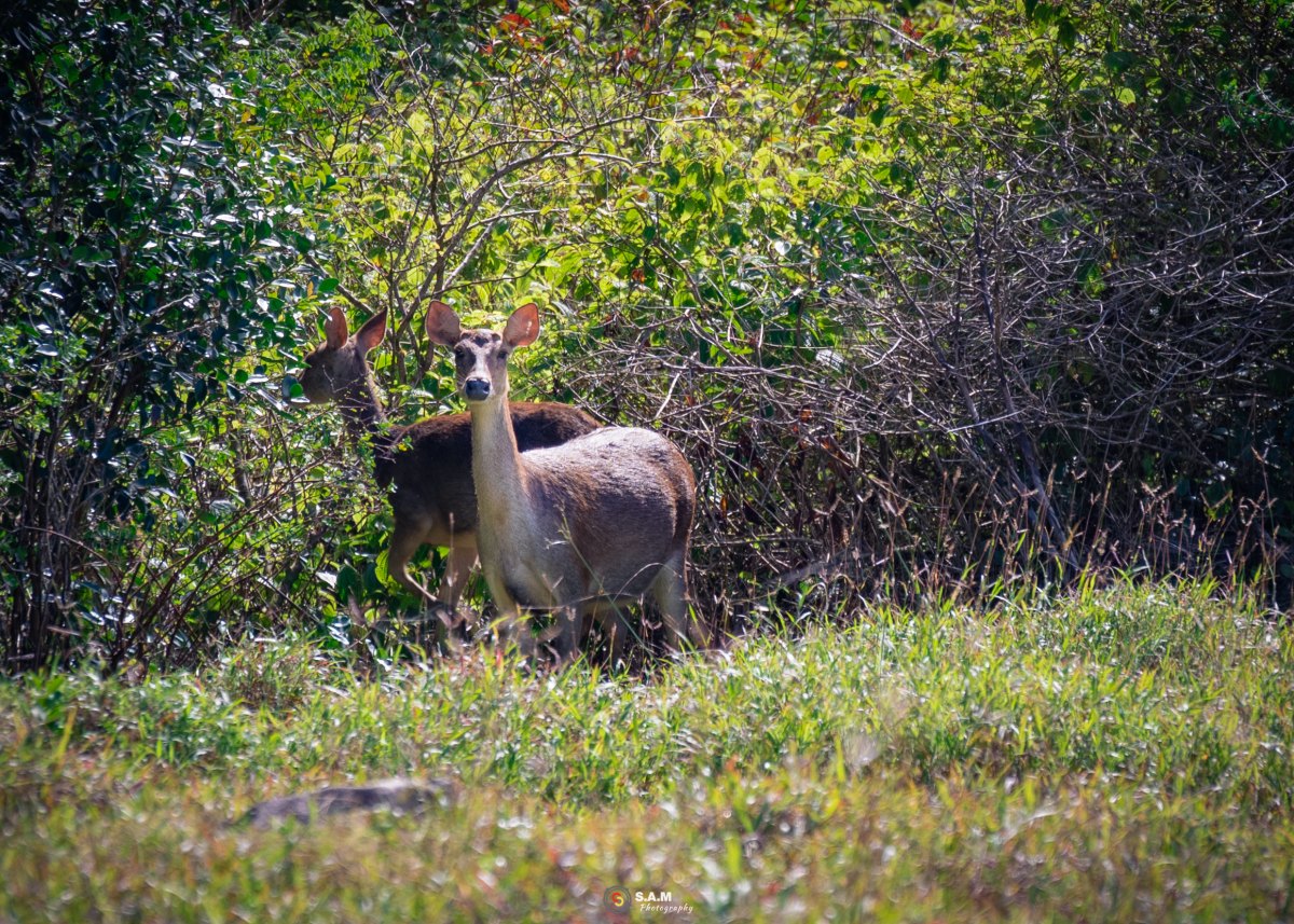 100+ Free Photos - Dow and fawn deer in wildlife