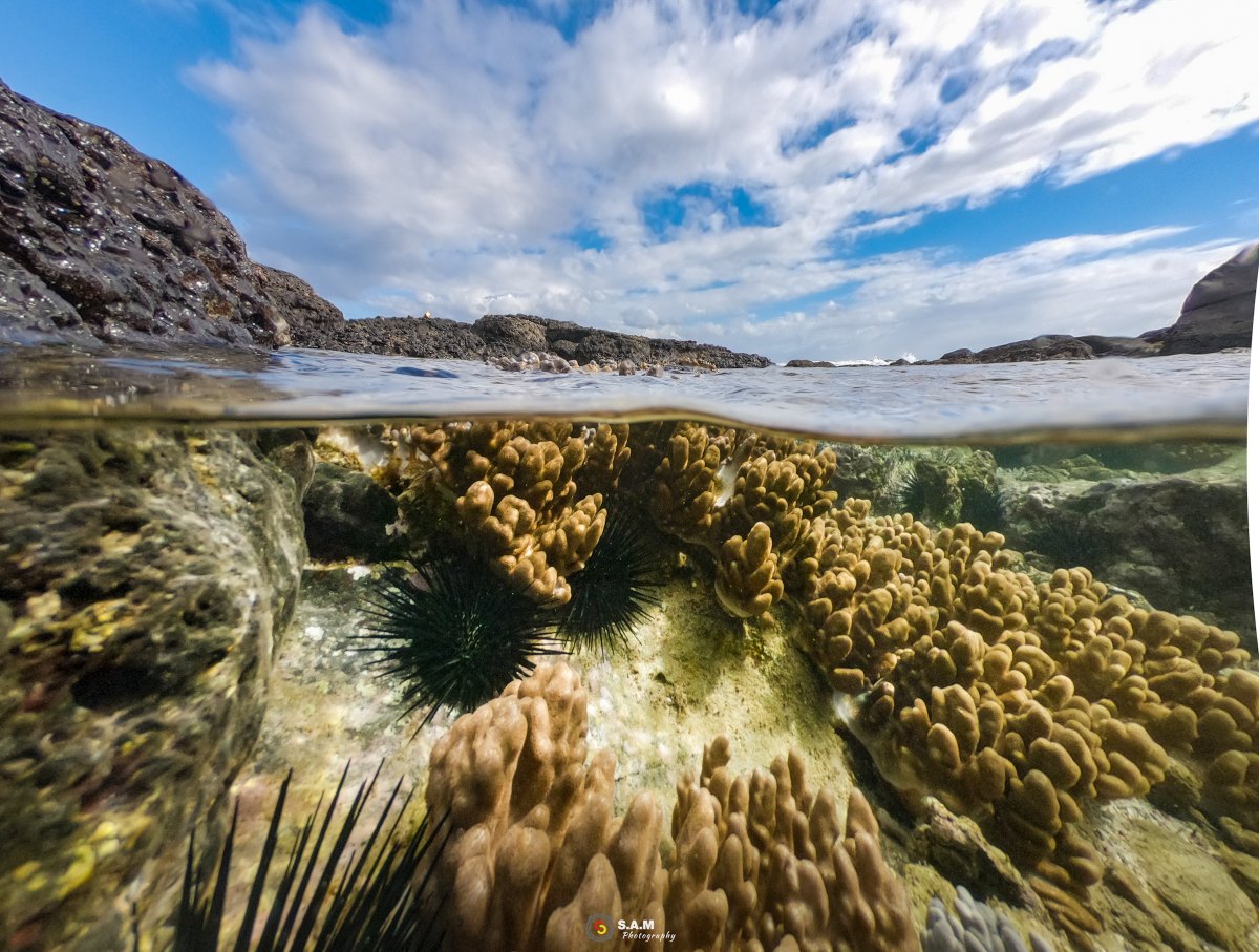 100+ Free Photos - Sea Urchins & Corals under water