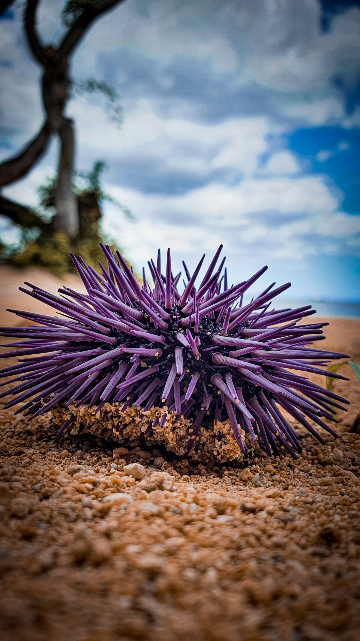 100+ Free Photos - Close photography of sea urchin on the beach