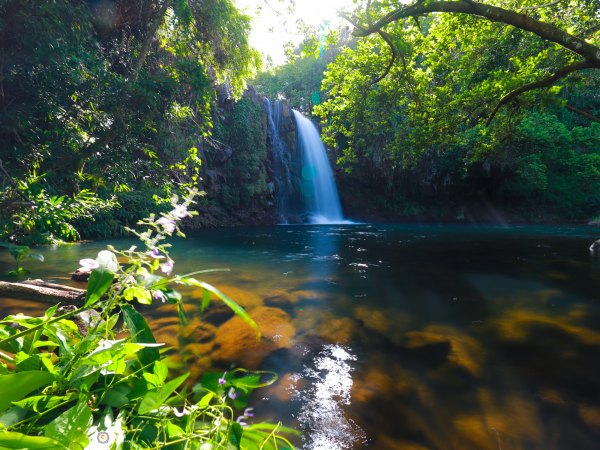 Forests and Nature Parks of Mauritius