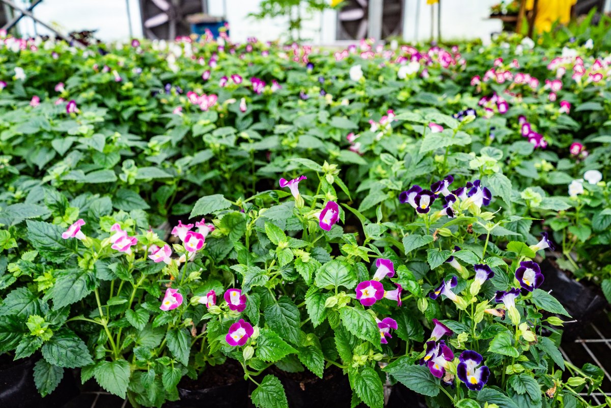 100+ Free Photos - Wishbone Flowers blooming in Vaneron Garden