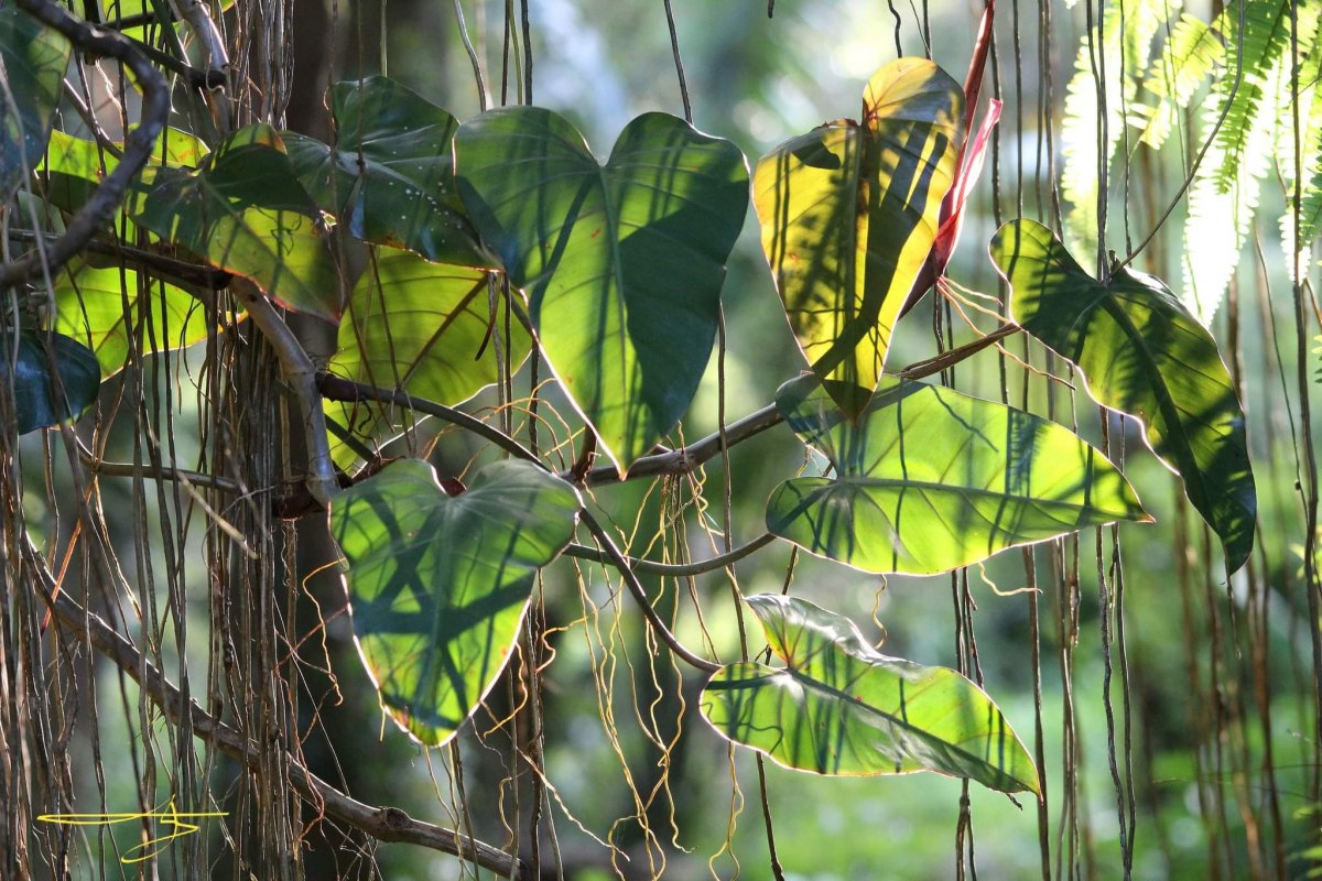 100+ Free Photos - Beautiful nature at Curepipe botanical garden