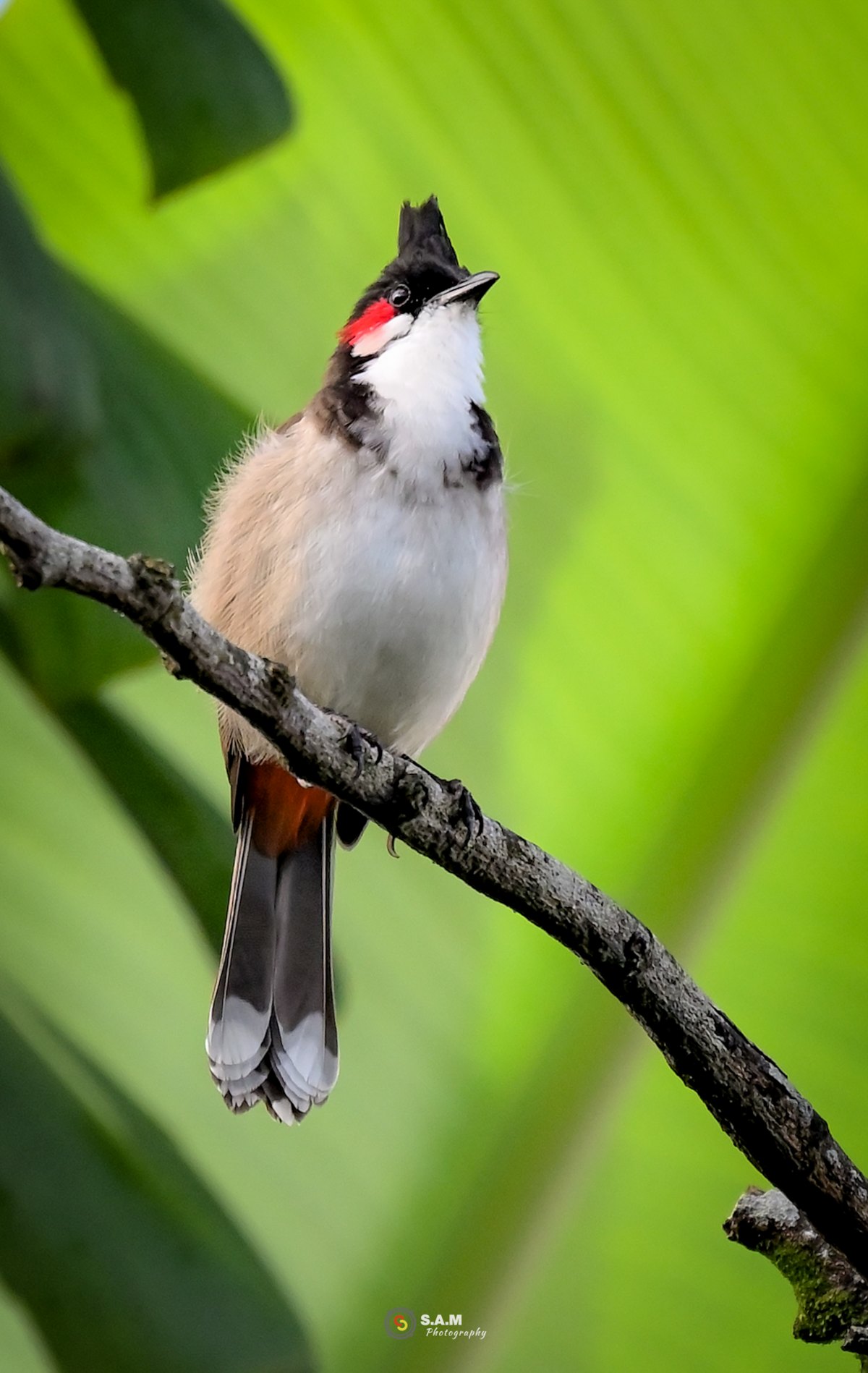 Bulbul bird posing on dry branch in nature. The Orpheus Bulbul (Pycnonotus jocosus, above) is a typical Bulbul, with its whistling and busy, very confident look. It has a grayish-brown body, a black head and bright red circles around its eyes. Like most Bulbuls, it nests in low trees and bushes. Both parents will usually feed the babies. Close up of red whiskered Bulbul bird on a branch in nature