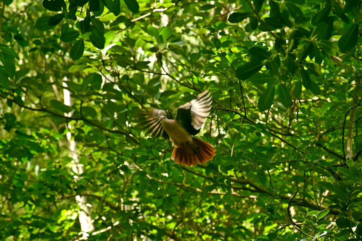 Pigeon des mares endemic bird of Mauritius. The Pink Pigeon has also almost disappeared in 1990. Only 9 Pink Pigeons were alive ! Without the program led by the wildlife, there would not be any left! Today, the population is estimated between 350 and 400 individuals, all ringed and monitored. Pink Pigeon flying under tree in forest
