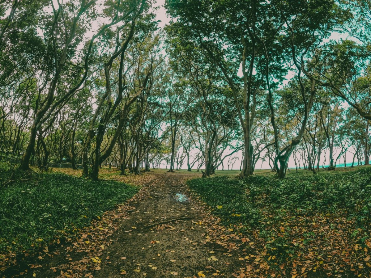 Mauritius photo of Pathway in the forest near Bel Ombre beach