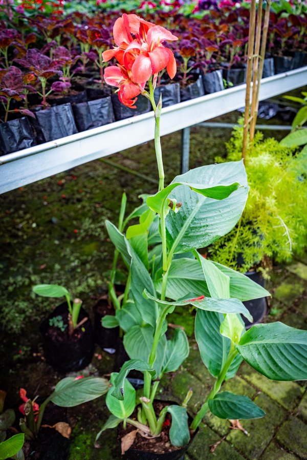 25 Most Beautiful Flowers In Mauritius