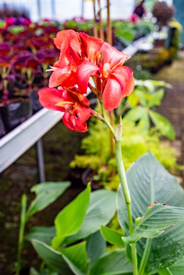 25 Most Beautiful Flowers In Mauritius