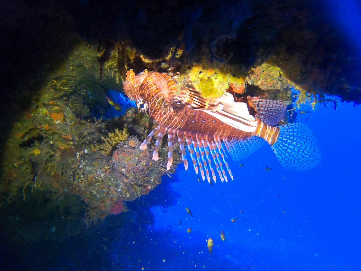 This fish is venomous. Also called flying scorpionfish, it has long spines along its dorsal fin. The lionfish has alternating light and dark vertical stripes on its body. It lives in lagoons, coral reefs, slopes or under overhangs, estuaries, and in dark places up to 55 meters deep. The lionfish feeds on fish and crustaceans. It can reach 38 cm long. This species is oviparous. Lionfish grasped to a rock in deep blue sea