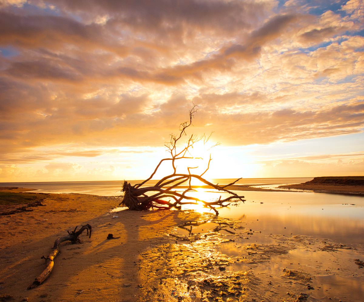 100+ Free Photos - Fallen & dead beach tree at La Prairie beach