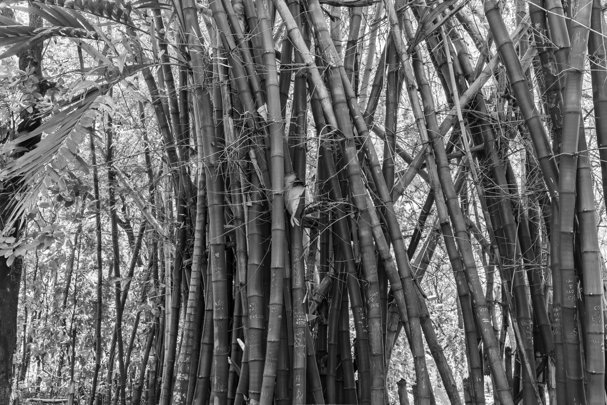 100+ Free Photos - Chinese Bamboo black and white photo