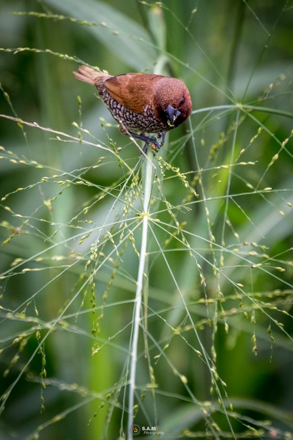 Most amazing birds in Mauritius Free photos