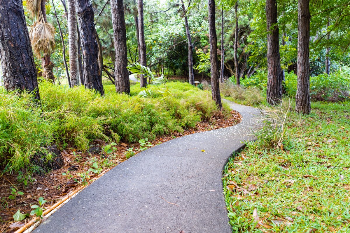 100+ Free Photos - Nature pathway at l'Exil forest in Mauritius