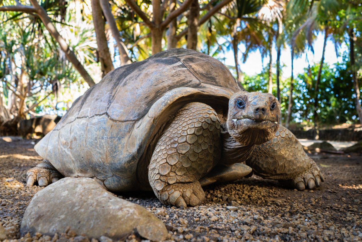 100+ Free Photos - Centenary giant turtle at La Vanille Nature Park